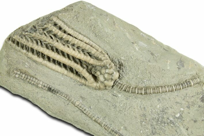 Fossil Crinoid (Decadocrinus) - Crawfordsville, Indiana #344772